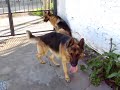Ovejeros jugando