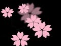 Cherry Blossoms