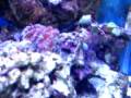 videos de Bmshehan's Saltwater Reef Tank Video 3