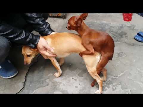 video-linktoworks-How to mate for dogs - YouTube
