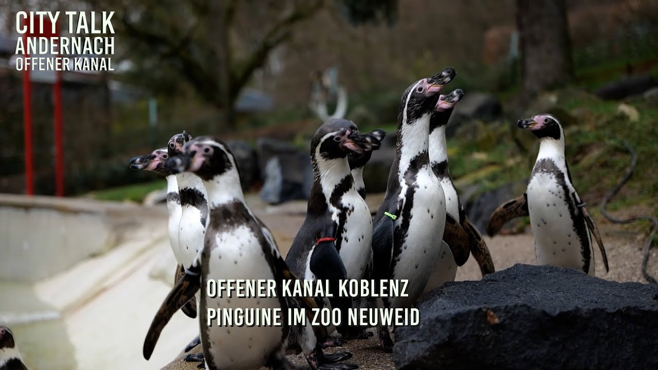 Der Beitrag des OK Koblenz, an der 0222 Ausgabe des City Talk Andernach über dem Zoo Neuwied.