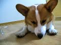 Goro@Welsh corgi 20070102 snacks Goro@Welsh corgi 20070102 snacks