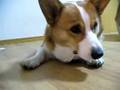 Goro@Welsh corgi 20070102 snacks