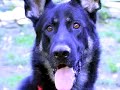 arfs german shepherd rescue inc  5 years
