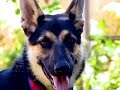 arfs german shepherd rescue inc  5 years