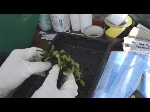 how to replant venus fly trap