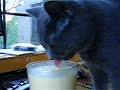 Lola drinks my mango smoothie