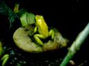 Phyllobates bicolor feeding Phyllobates bicolor feeding