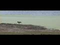 hammerkop walking in Tembe