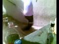 videos de carlitos breik en la kananga