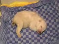 Polar Bear Cub \"Flocke\" (12.1.2008)