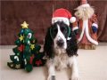 Perros Navideños