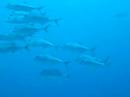 Big Eye Trevally Big Eye Trevally