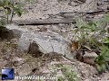 Small Bear cub encounters large snake