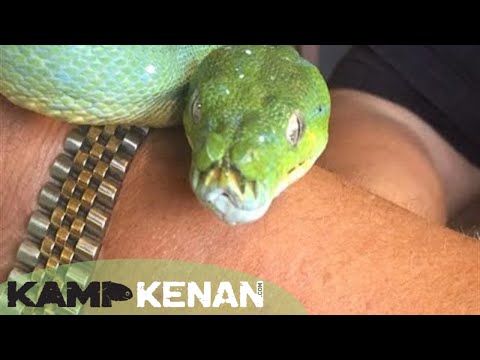 YouTube reptile video