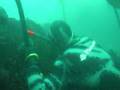 Spearfishing Lingcod and rockfish