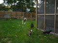 Homestyle weiner races