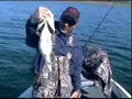 Big Bass fishing with swimbaits