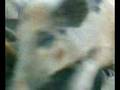 videos de Porquinho Gay