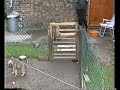 Tussy the Commando Dog