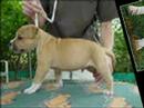 amstaff