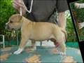 amstaff
