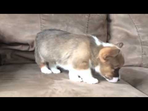 SABLE AND WHITE FEMALE TEDDY BEAR DOLL