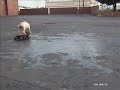 !!! The Coolest Dog on a Skateboard Extreme Pete !!!