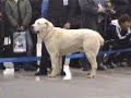 Eurasia 2008_champion dogs Eurasia 2008_champion dogs