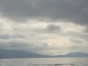 Orca on Prince William Sound Orca on Prince William Sound