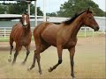 horse fight!