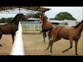horse fight!