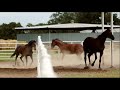 horse fight!