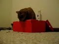 Shoebox-Destroying Cat Shoebox-Destroying Cat