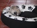 Search Video