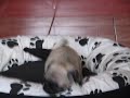 Search Video