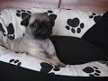 Search Video