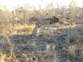 Watching a leopard