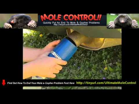 Vole Eradication - Terminex