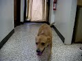 Sugar the Dog
