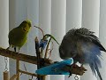 Yesil en Azul