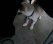 Maccabee under chair