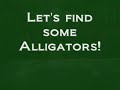 Alligators by Airboat