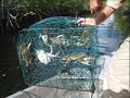 Alligators by Airboat