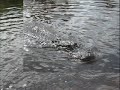 Alligators by Airboat