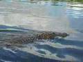 videos de Alligators by Airboat