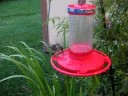 Hummingbird feeding closeup2 Hummingbird feeding closeup2