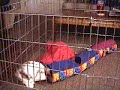 Oliver in his pen!  e