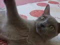 PUNCH!!! Burmese kitten ????? PUNCH!!! Burmese kitten ?????