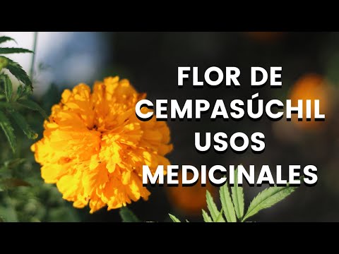 Die Cempasúchil-Blume (Aufrechte Studentenblume) & ...